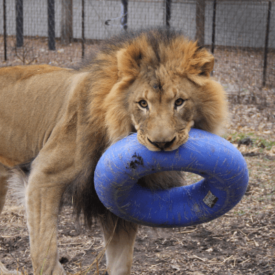 A male lion carries a large blue plastic donut in his mouth.