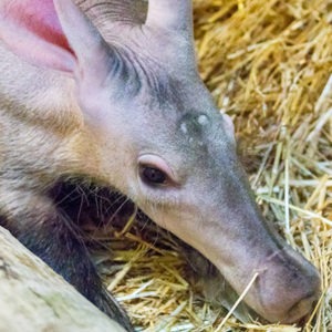 aardvark conservation
