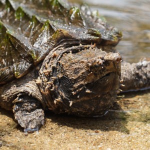 alligator snapping turtle stuffed animal