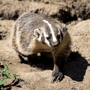 American Badger - Our Animals - Henry Vilas Zoo