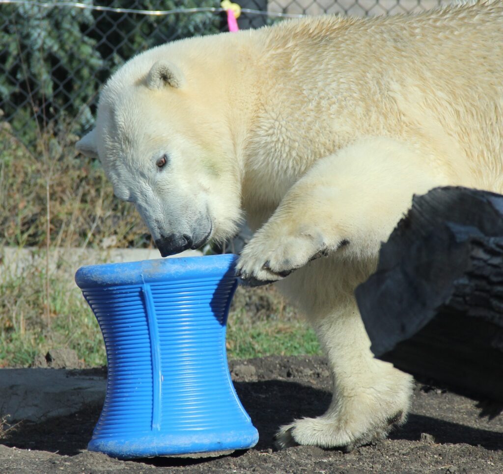 Polar Bears as Patients: Caring for Animals at Henry Vilas Zoo