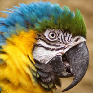 Blue and Yellow Macaw - Our Animals - Henry Vilas Zoo