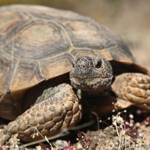 Desert Tortoise - Our Animals - Henry Vilas Zoo