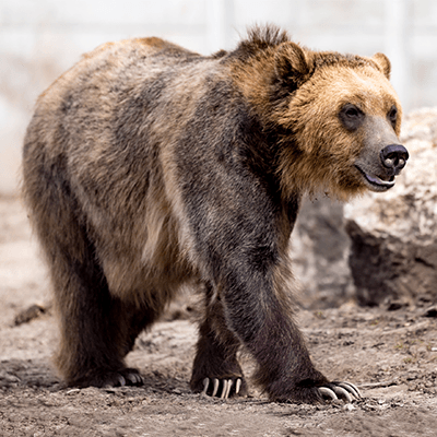 New red pandas, Somali wild asses and grizzly bears to make zoo home in ...