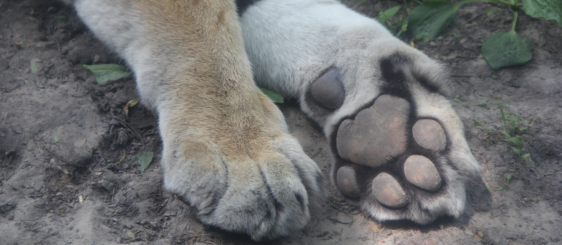 Guided Walking Tours - Henry Vilas Zoo