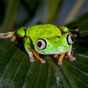 Lemur Leaf Frog - Our Animals - Henry Vilas Zoo