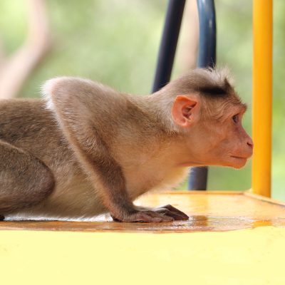 A monkey doing yoga.