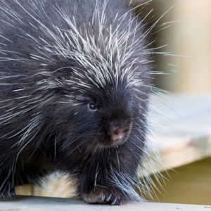 North American Porcupine - Our Animals - Henry Vilas Zoo