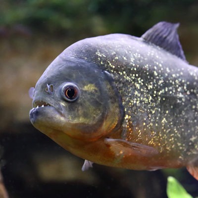 Piranha Fish at Henry Vilas Zoo