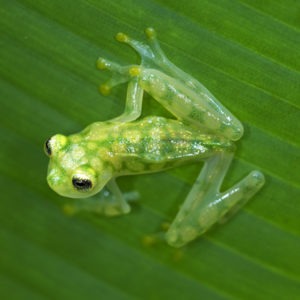 Reticulated Glass Frog - Our Animals - Henry Vilas Zoo - DEV