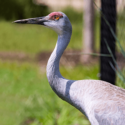 Sandhill Crane at Henry Vilas Zoo