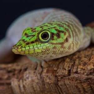 Standing's Day Gecko - Our Animals - Henry Vilas Zoo