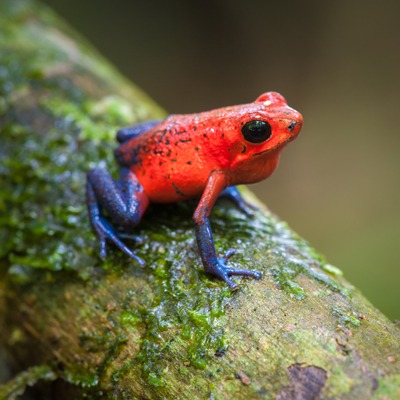 Strawberry-Poison-Frog-Henry-Vilas-Zoo.jpg