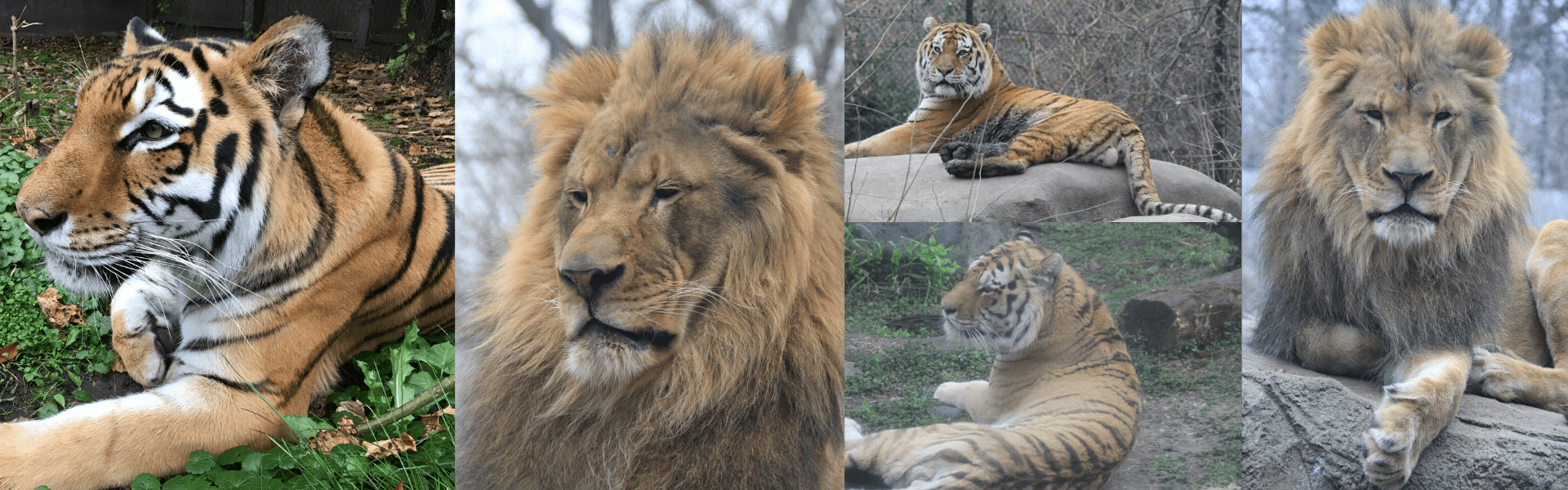 Catapalooza Big Cat Conservation Weekend! Henry Vilas Zoo DEV