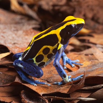 Yellow and Blue Poison Dart Frog - Our Animals - Henry Vilas Zoo